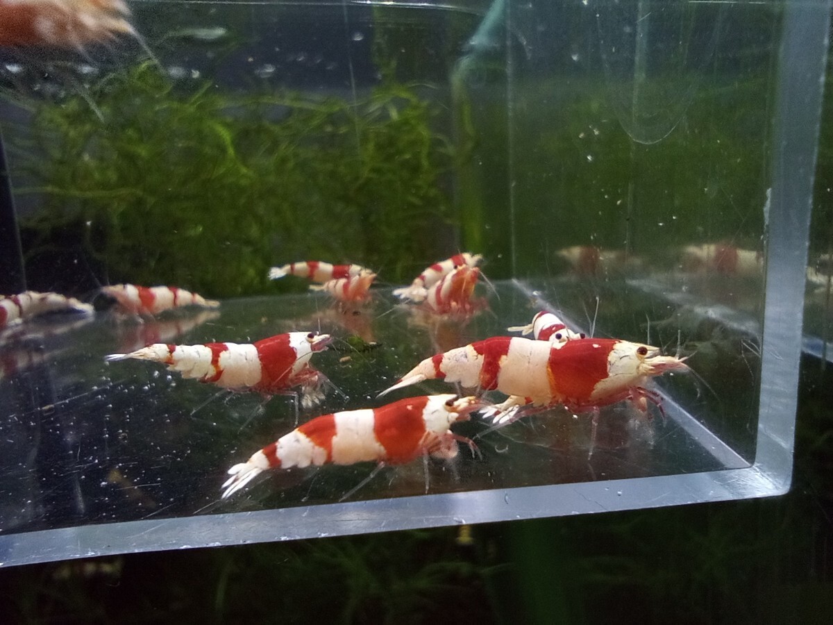Yahoo!オークション -「レッドビーシュリンプ」(ペット、生き物