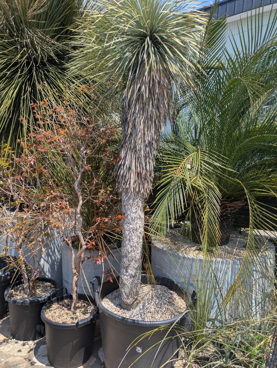 2025年最新】ユッカロストラータの商品一覧!個性的な観葉植物を 2025年最新】ユッカロストラータの商品一覧!個性的な観葉植物を