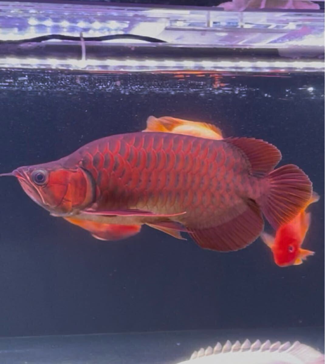 Yahoo!オークション -「紅龍アジアアロワナ」(淡水魚) (熱帯魚 Yahoo!オークション -「紅龍アジアアロワナ」(淡水魚) (熱帯魚