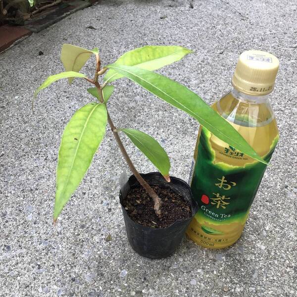ポットごと宅急便コンパクト発送!沖縄県産 実生苗サキシマスオウノキ(先島蘇芳木)1本(59) ヤフオクおてがる配送