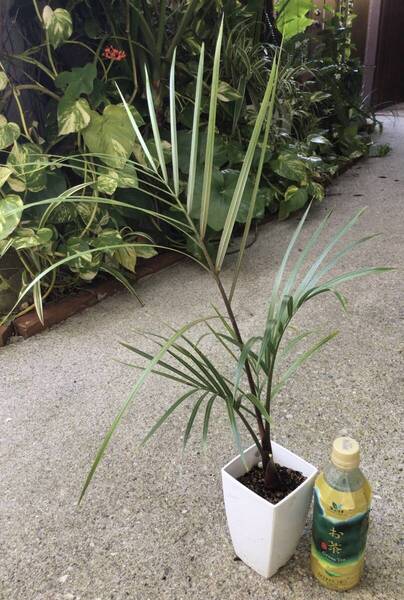 鉢ごと宅急便発送!実生苗ミツヤヤシ(64) おまけトックリヤシの種5個 ヤフオクおてがる配送(三角ヤシ、トライアングルパーム)
