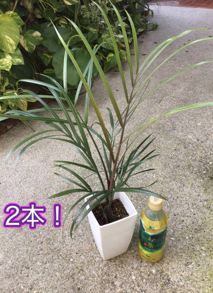2本立ち!鉢ごと宅急便発送!実生苗ミツヤヤシ(22) おまけトックリヤシの種5個 ヤフオクおてがる配送(三角ヤシ、トライアングルパーム)