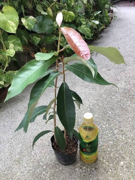 2本♪ポットごと宅急便発送!沖縄県産 実生苗サキシマスオウノキ(先島蘇芳木)(52) ヤフオクおてがる配送宅急便