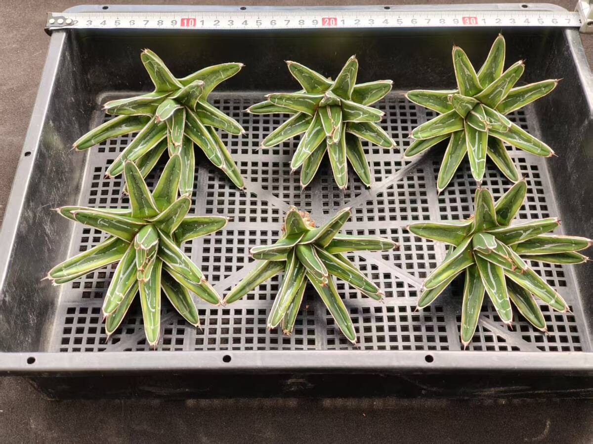 Yahoo!オークション -「笹の雪 氷山」(アガベ) (観葉植物)の落札