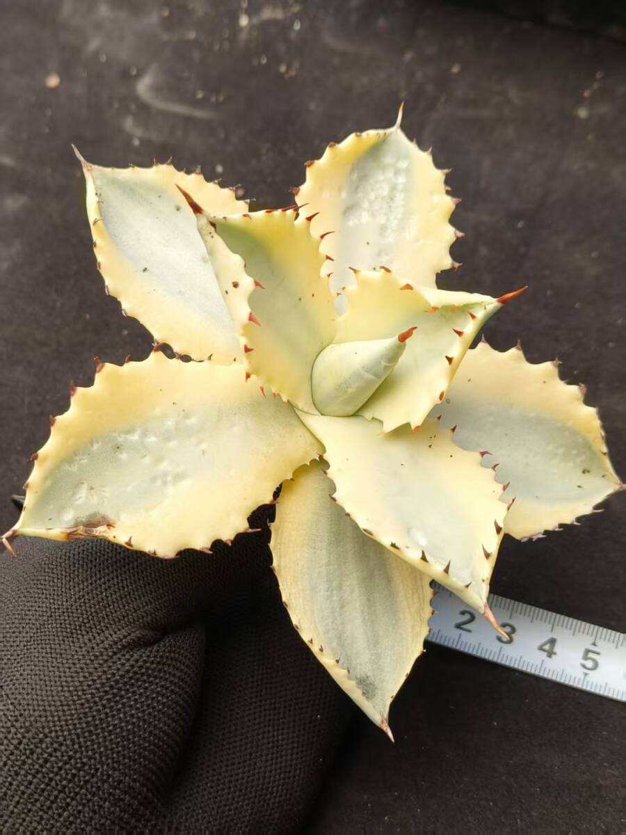Yahoo!オークション -「糊斑」(アガベ) (観葉植物)の落札相場