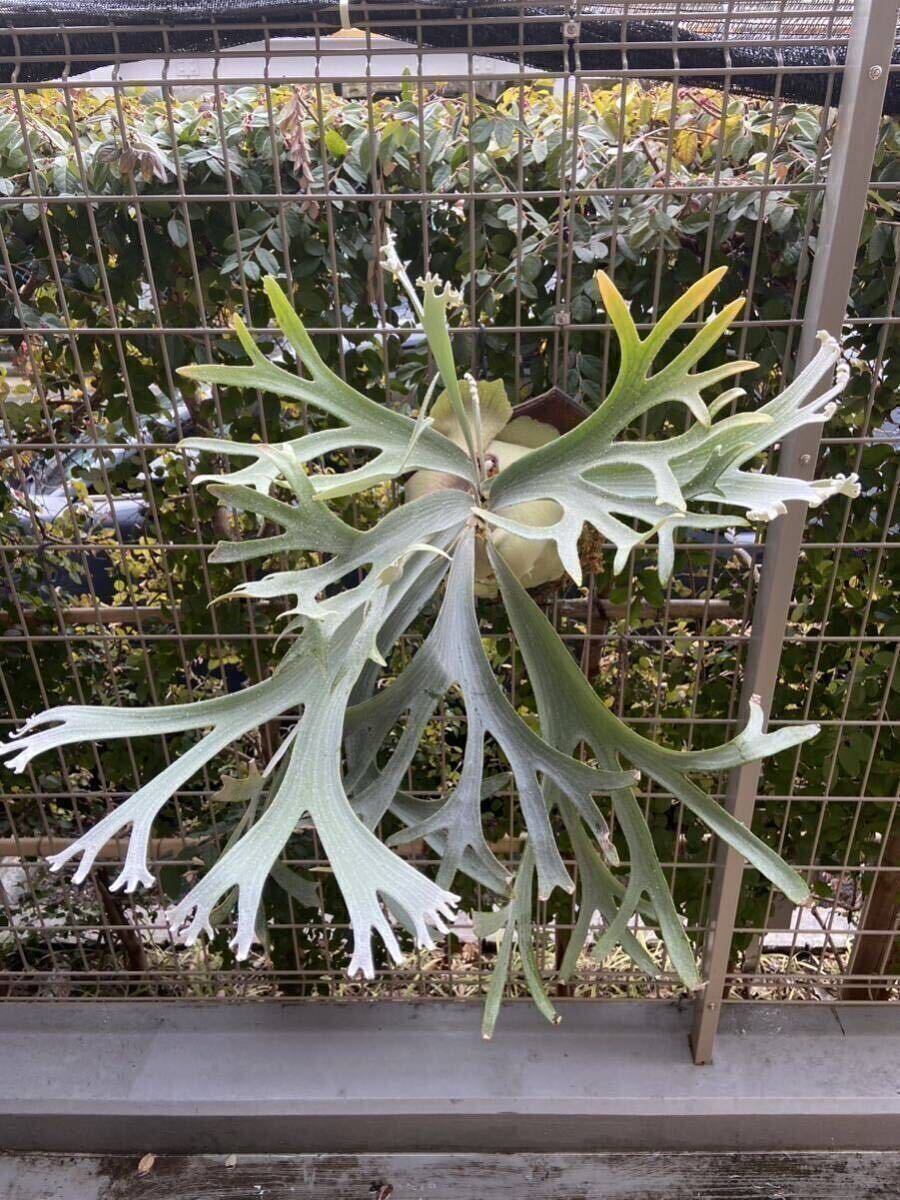 P. bifur sp. white OC . . #wabisabi_plants #original