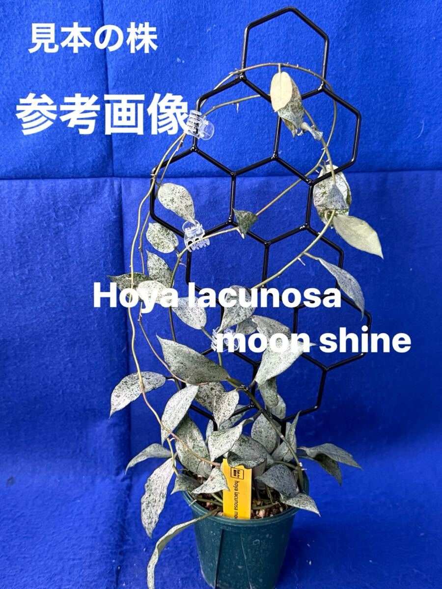 Yahoo!オークション -「hoyaホヤ」(観葉植物) の落札相場・落札価格 Yahoo!オークション -「hoyaホヤ」(観葉植物) の落札相場・落札価格