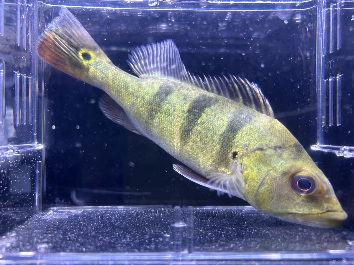 2025年最新】Yahoo!オークション -キクラ(魚類、水生生物)の中古