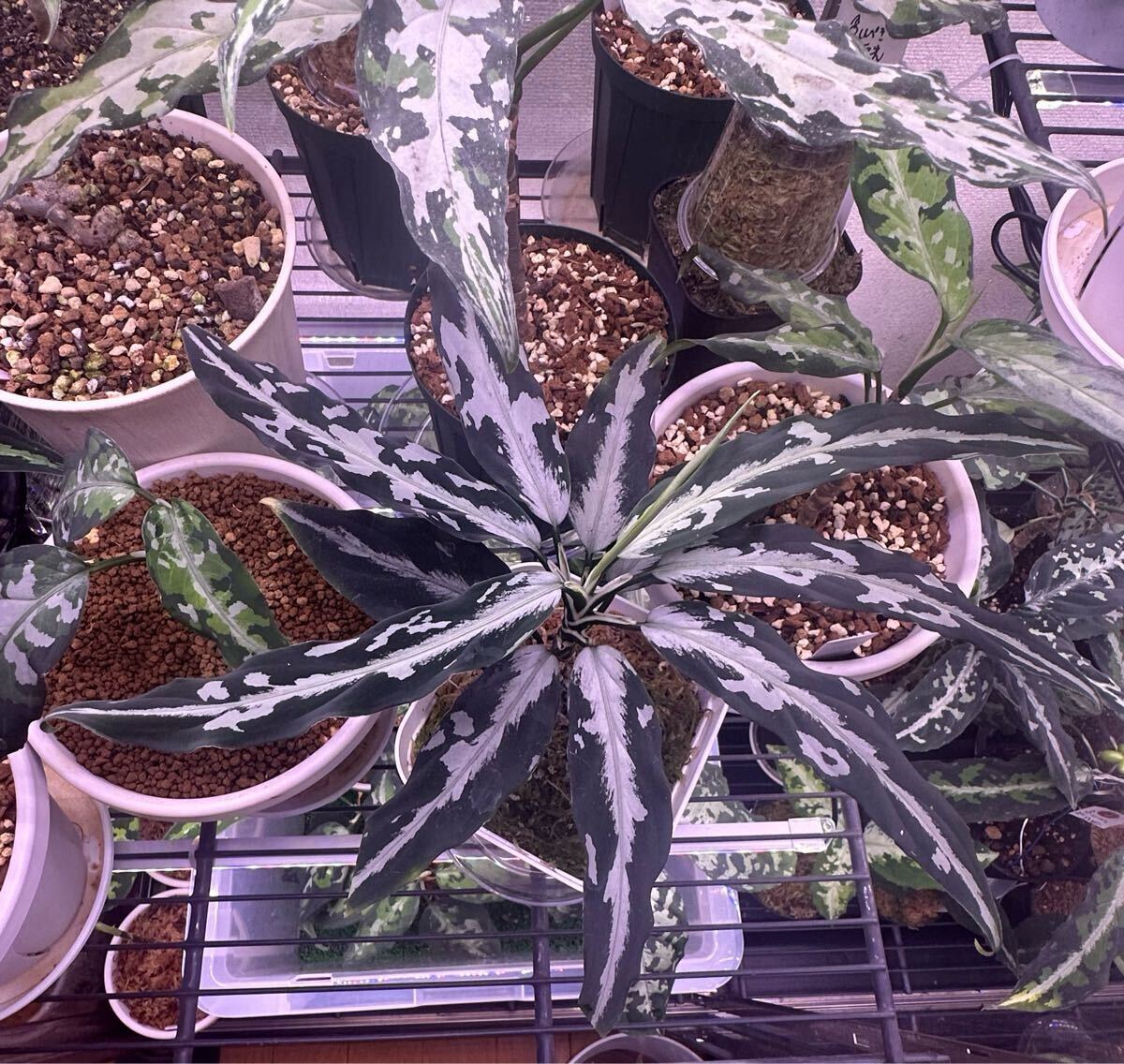 2025年最新】Yahoo!オークション -アグラオネマ aglaonema(観葉