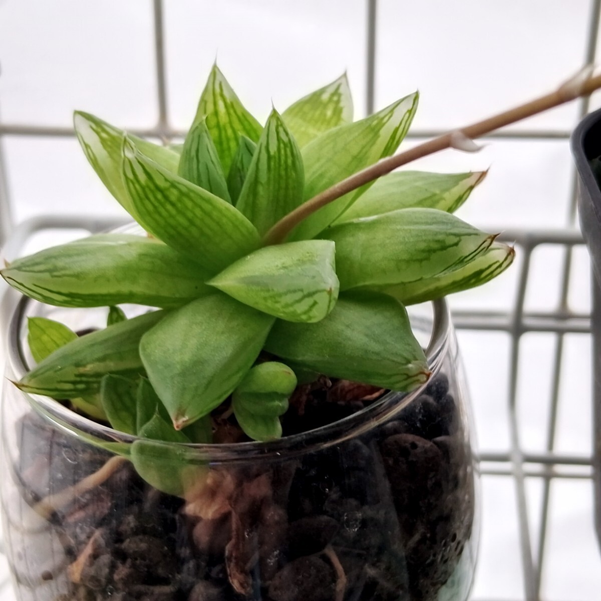 Yahoo!オークション -「多肉植物ハオルチア」(その他) (観葉植物 Yahoo!オークション -「多肉植物ハオルチア」(その他) (観葉植物