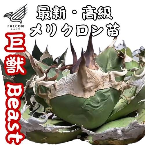 Yahoo!オークション -「巨獣 アガベ」の落札相場・落札価格 Yahoo!オークション -「巨獣 アガベ」の落札相場・落札価格