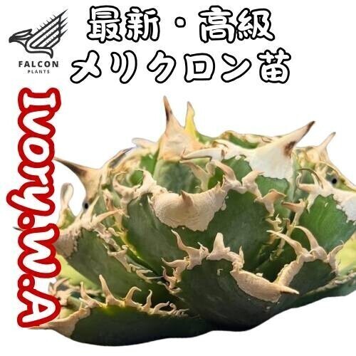 Yahoo!オークション -「アガベ ivory w.a」の落札相場・落札価格 Yahoo!オークション -「アガベ ivory w.a」の落札相場・落札価格