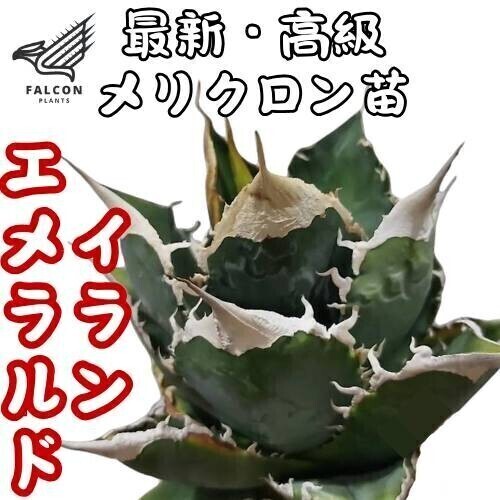 Yahoo!オークション -「イラン イラン」(観葉植物) の落札相場 Yahoo!オークション -「イラン イラン」(観葉植物) の落札相場