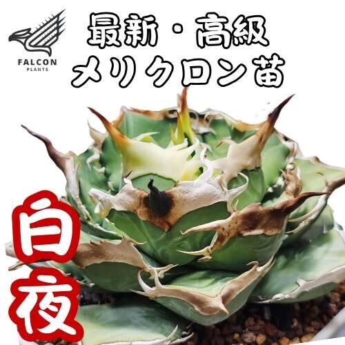 Yahoo!オークション -「cj」(観葉植物) の落札相場・落札価格 Yahoo!オークション -「cj」(観葉植物) の落札相場・落札価格
