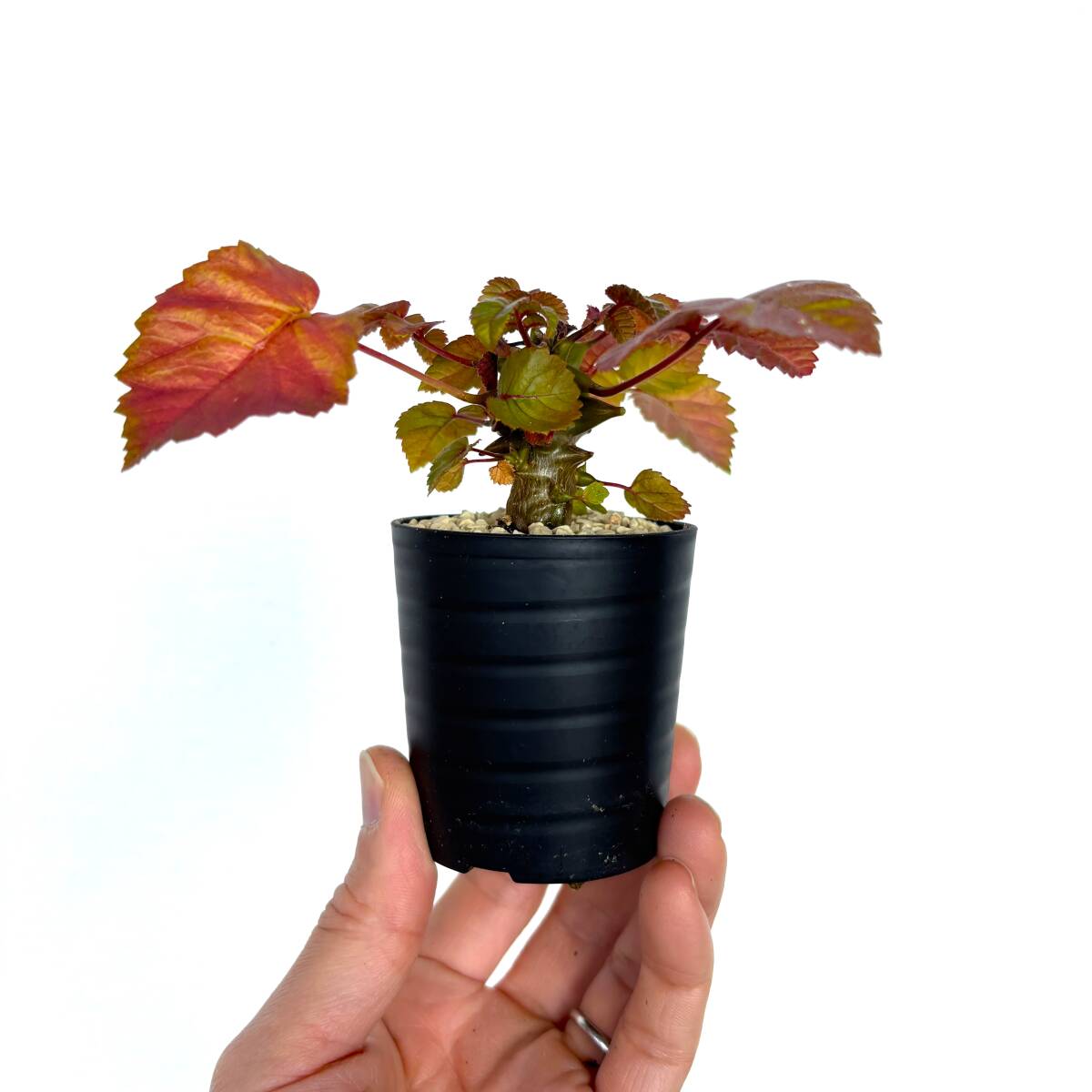 Yahoo!オークション -「メキシカーナ」(サボテン) (観葉植物)の Yahoo!オークション -「メキシカーナ」(サボテン) (観葉植物)の