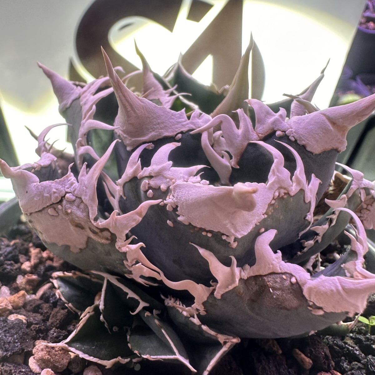 Yahoo!オークション -「子、」(アガベ) (観葉植物)の落札相場