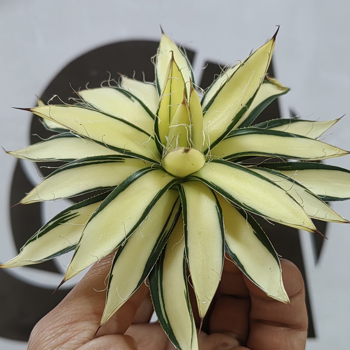 Yahoo!オークション -「黄中斑」(アガベ) (観葉植物)の落札相場 Yahoo!オークション -「黄中斑」(アガベ) (観葉植物)の落札相場