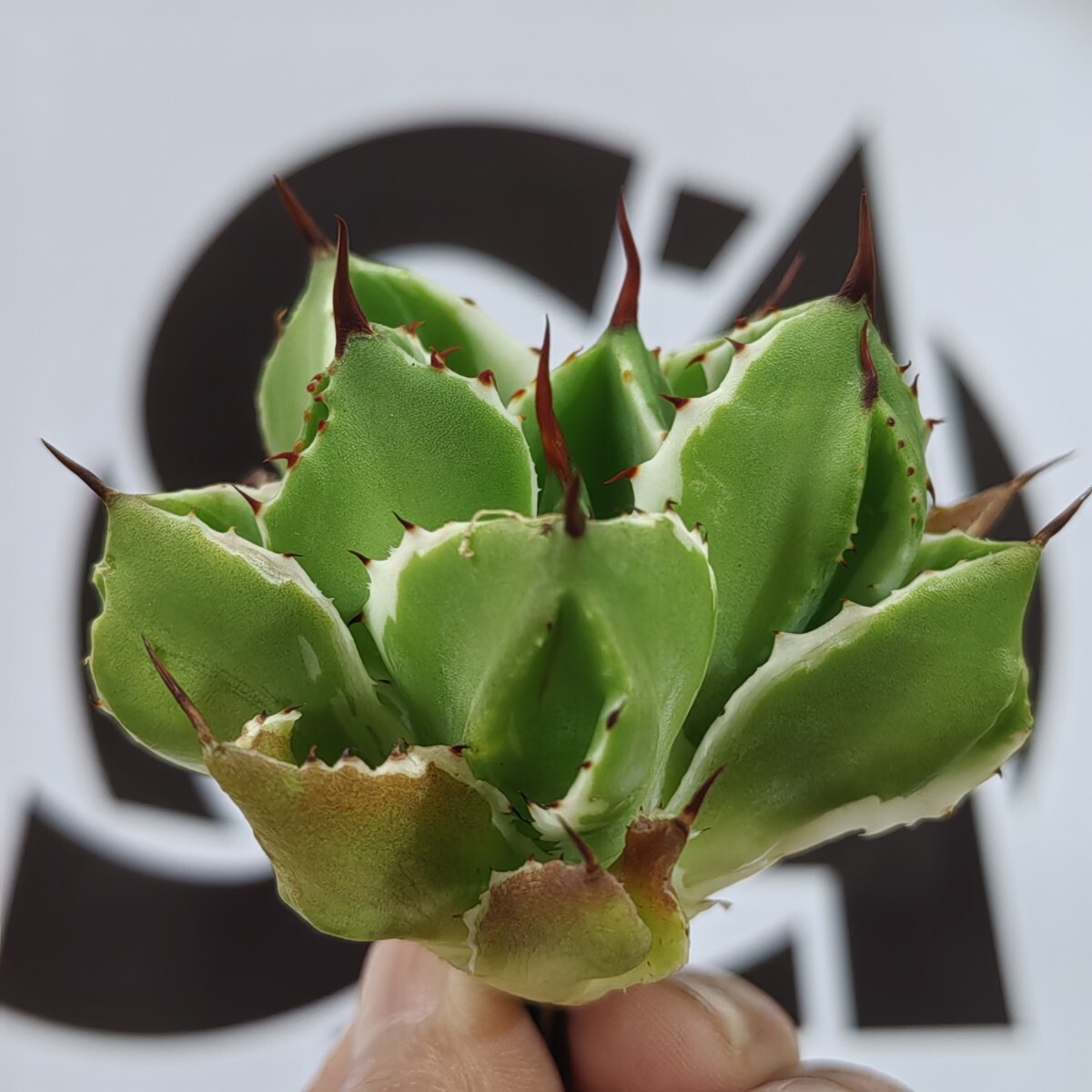 2025年最新】Yahoo!オークション - アガベ(観葉植物 花、園芸)の 2025年最新】Yahoo!オークション - アガベ(観葉植物 花、園芸)の