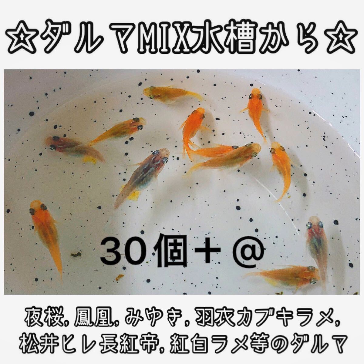 現物出品】夜桜だるまめだか オス3メス3 ラメダルマメダカ M