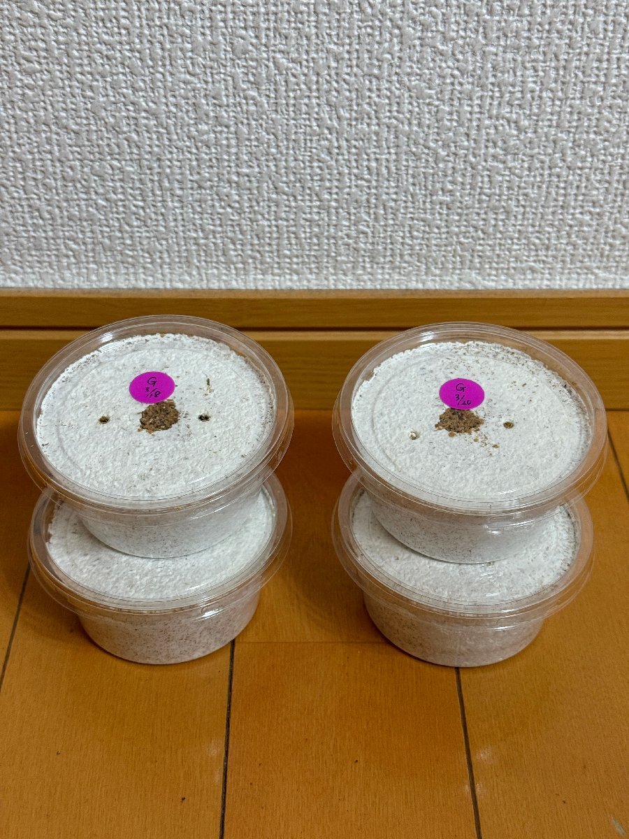 Yahoo!オークション -「オオクワガタ能勢sr」の落札相場・落札価格