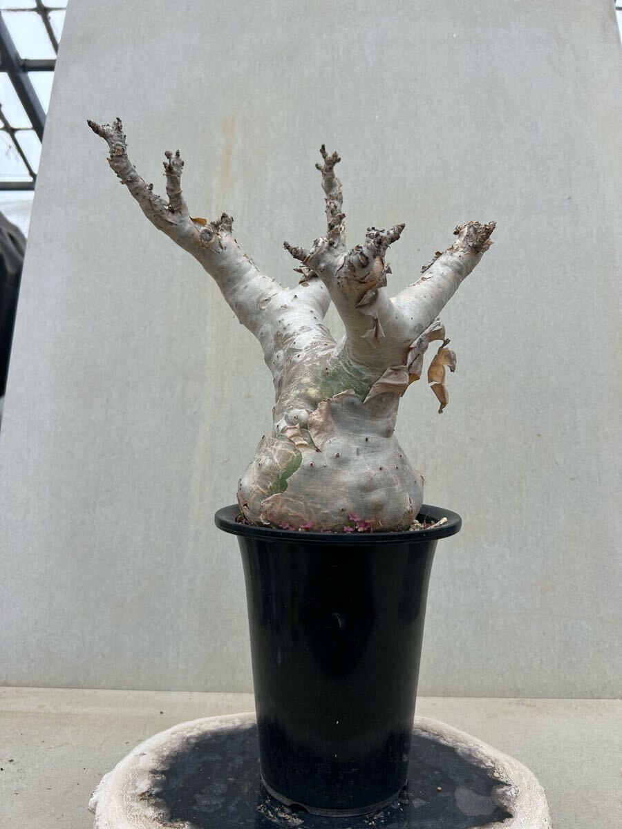 Yahoo!オークション -「ベティフォルメ」(サボテン) (観葉植物 Yahoo!オークション -「ベティフォルメ」(サボテン) (観葉植物