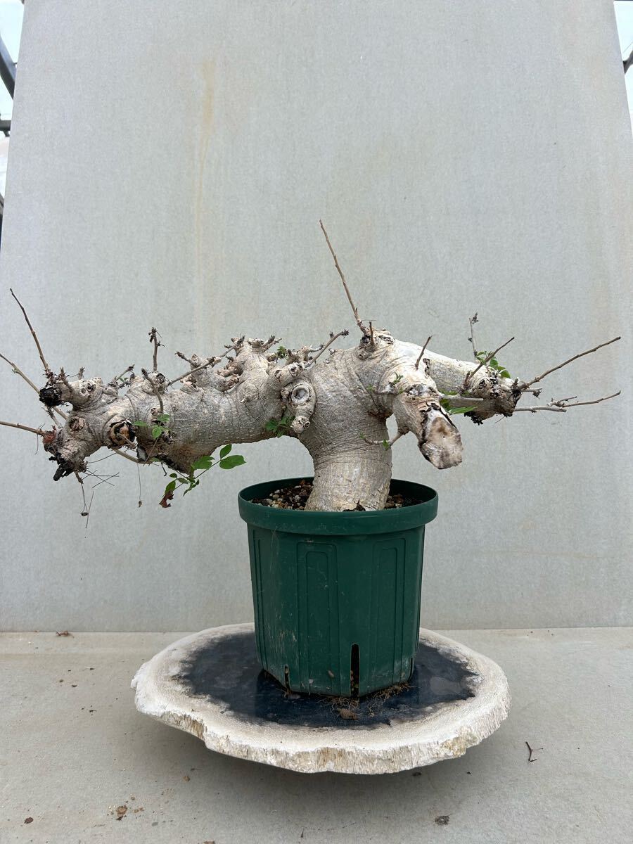 コミフォラ　ドレイク　ブロックマニー　抜き苗 コミフォラ ドレイク ブロックマニー 抜き苗