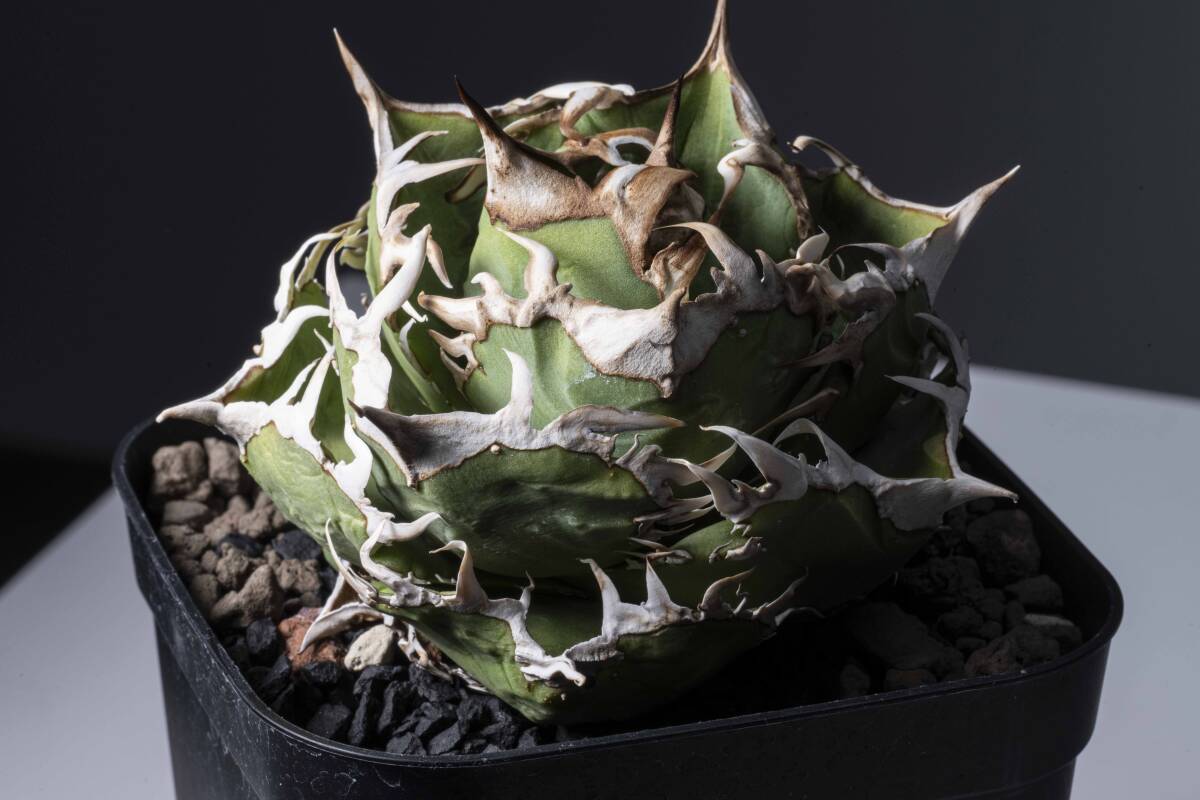 Yahoo!オークション -「cok」(アガベ) (観葉植物)の落札相場 Yahoo!オークション -「cok」(アガベ) (観葉植物)の落札相場