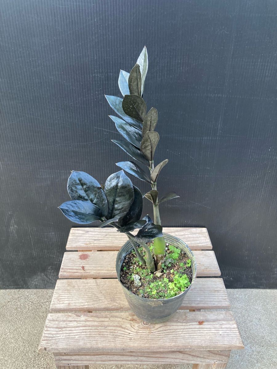 Yahoo!オークション -「:ミオ」(その他) (観葉植物)の落札相場 Yahoo!オークション -「:ミオ」(その他) (観葉植物)の落札相場