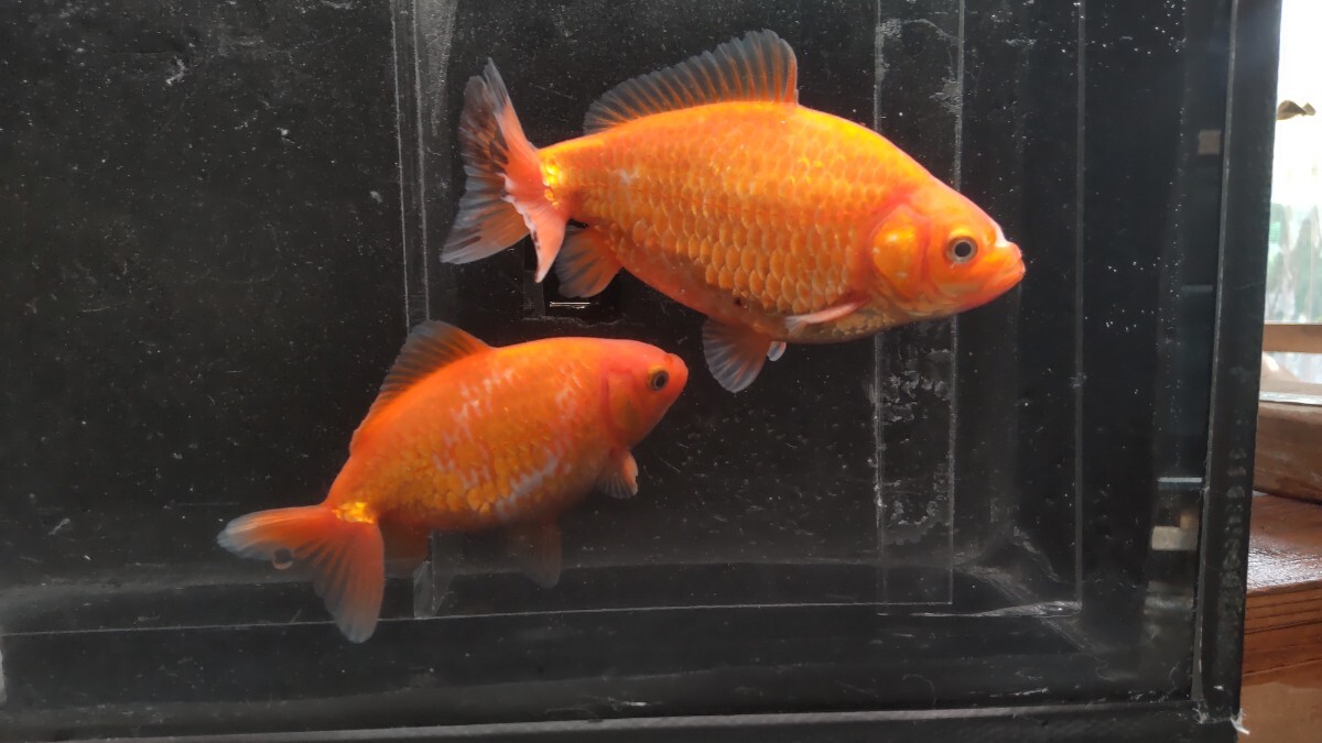 Yahoo!オークション -「隼人」(金魚) (魚類、水生生物)の落札