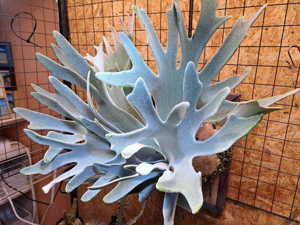 Yahoo!オークション -「ビカクシダ celso」(観葉植物) の落札 Yahoo!オークション -「ビカクシダ celso」(観葉植物) の落札
