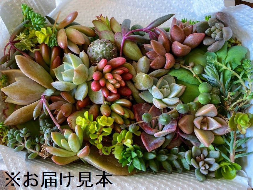 2025年最新】Yahoo!オークション -多肉植物 エケベリア セット 2025年最新】Yahoo!オークション -多肉植物 エケベリア セット