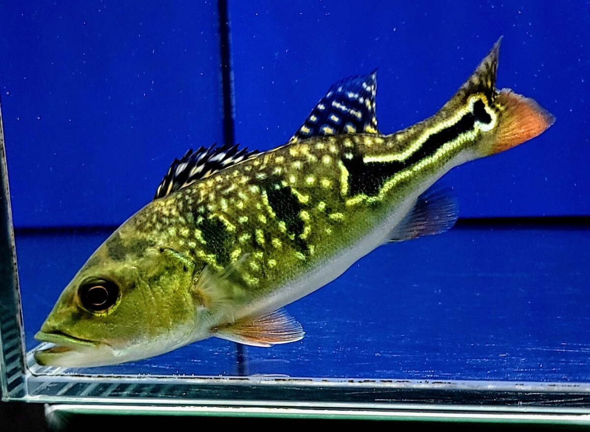2025年最新】Yahoo!オークション -キクラ(魚類、水生生物)の中古