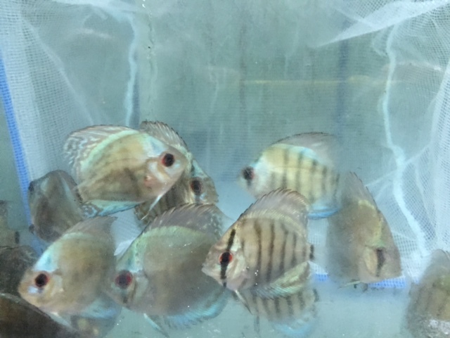 2025年最新】Yahoo!オークション -熱帯魚ディスカス(淡水魚)の