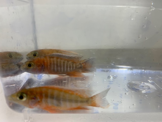 Yahoo!オークション -「アウロノカラ」(熱帯魚) (魚類、水生生物 Yahoo!オークション -「アウロノカラ」(熱帯魚) (魚類、水生生物