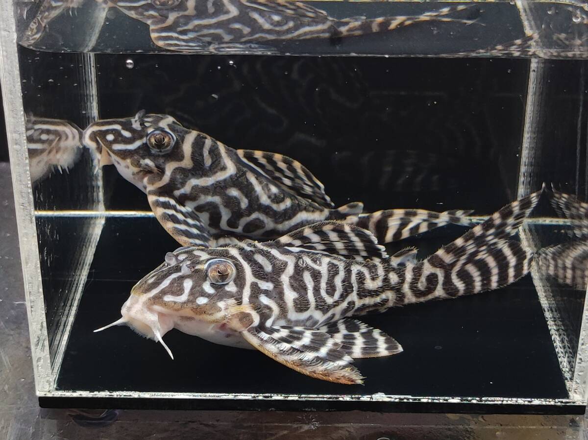 2025年最新】Yahoo!オークション -キンペコ(淡水魚)の中古品