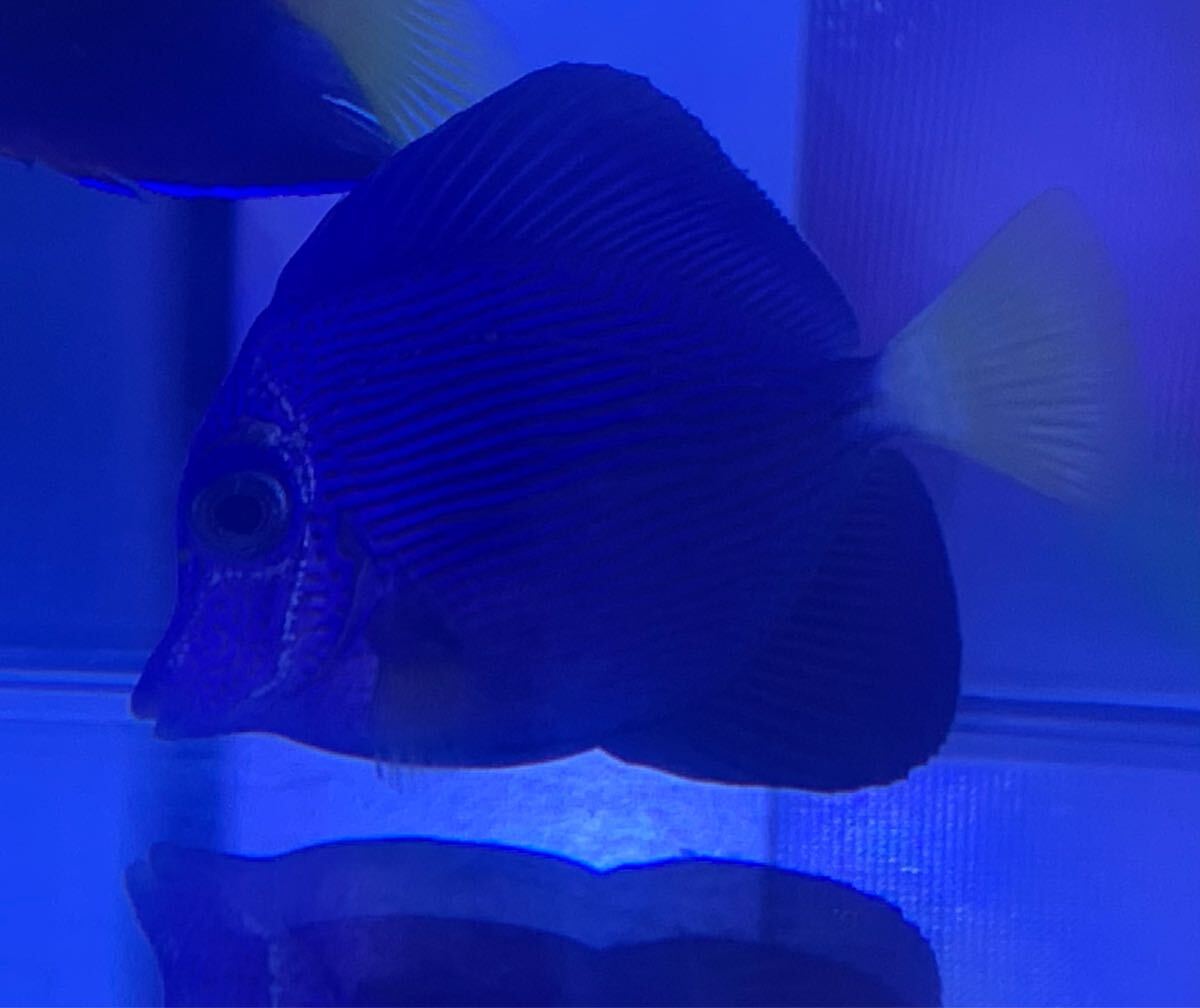 パープルタン - 海水魚専門店 ceppo onlinestore