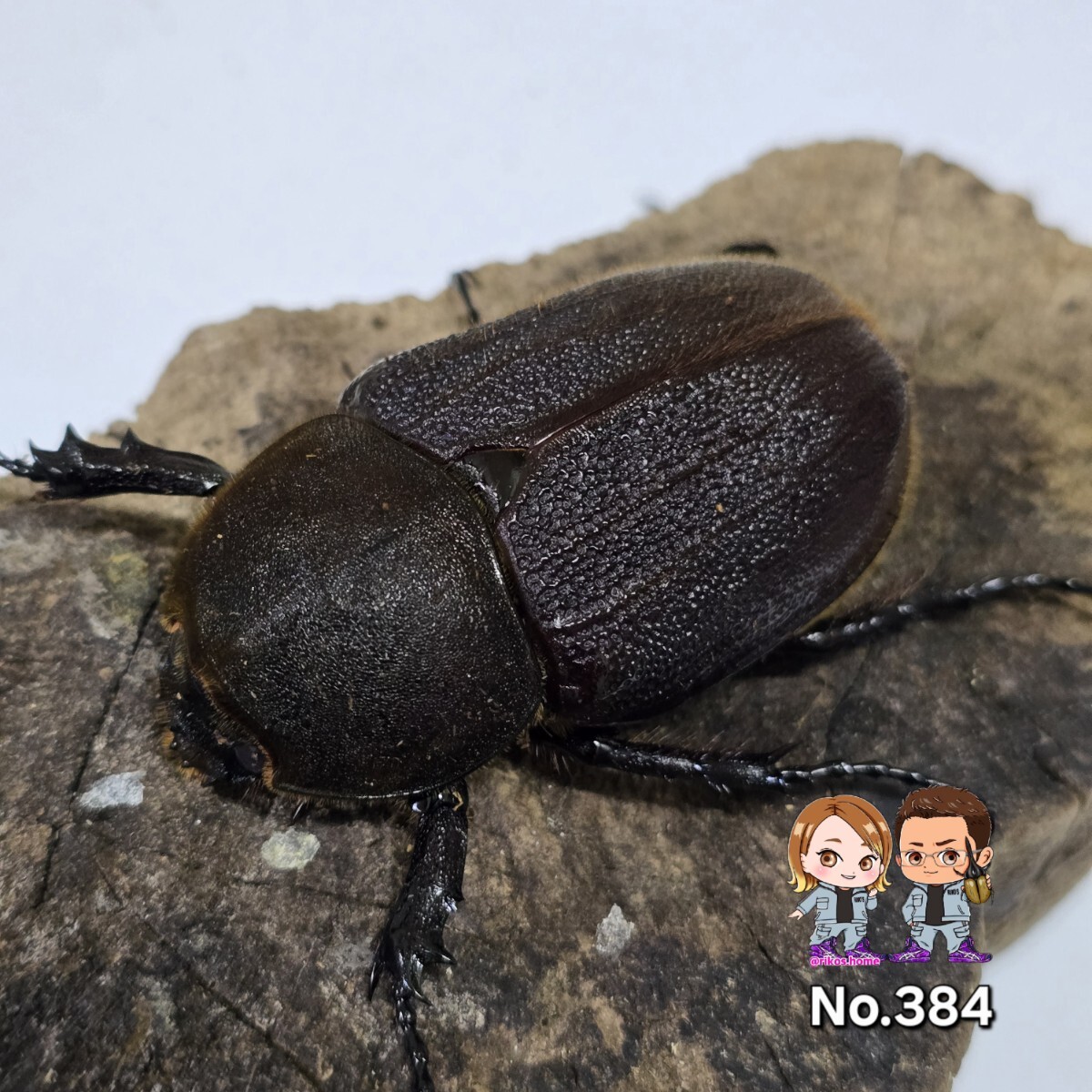 Yahoo!オークション -「ヘラクレスヘラクレス 極太」(成虫
