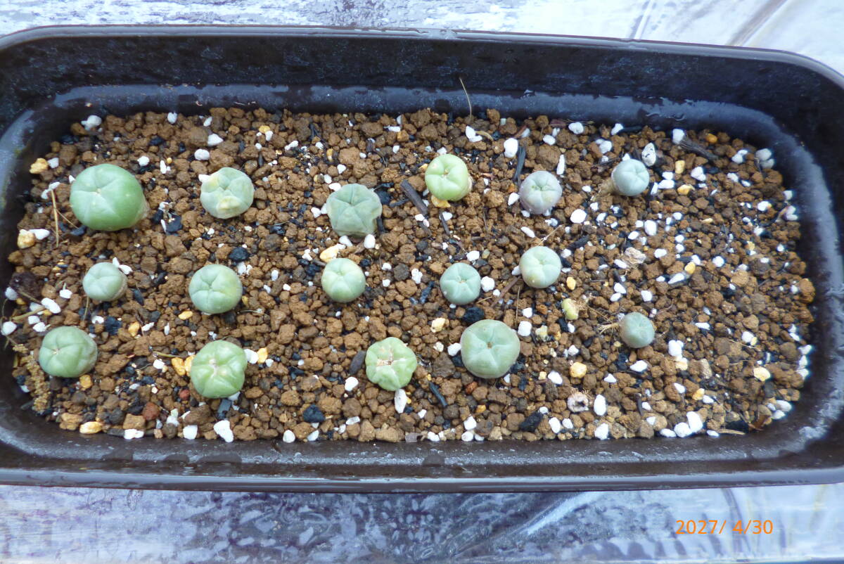 疣銀冠玉錦-実生 サボテン：ロフォフォラ 疣銀冠玉 実生*幅9cm 現品！一品限り