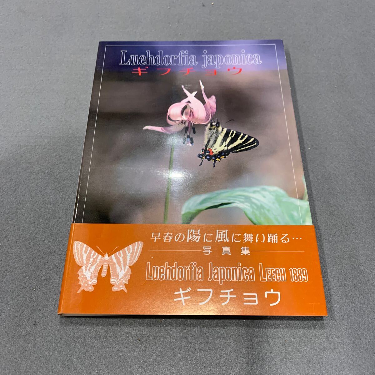 2025年最新】Yahoo!オークション -#ギフチョウの中古品・新品 2025年最新】Yahoo!オークション -#ギフチョウの中古品・新品