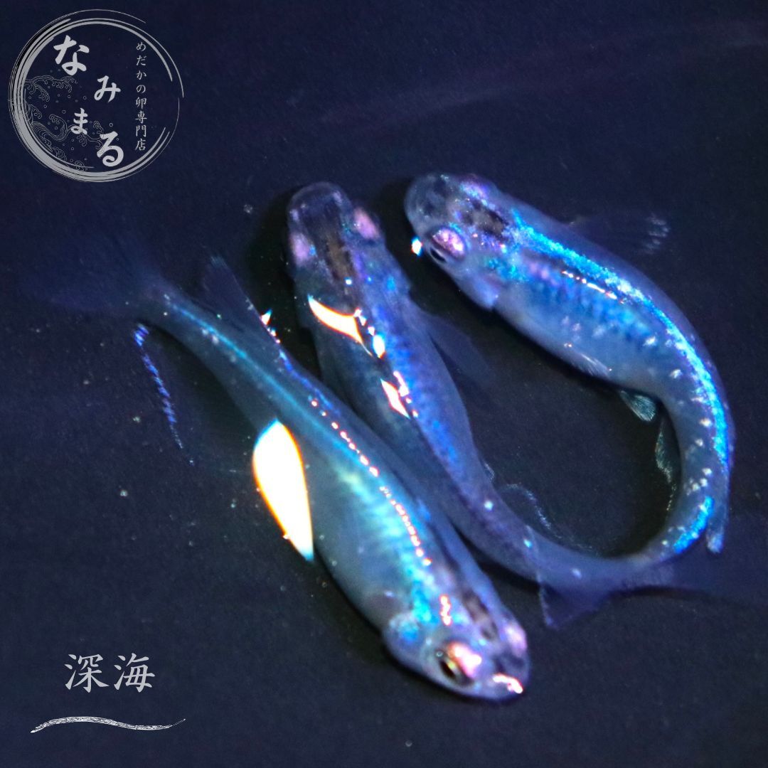 2025年最新】メダカ 深海関連のエサを豊富にラインナップ