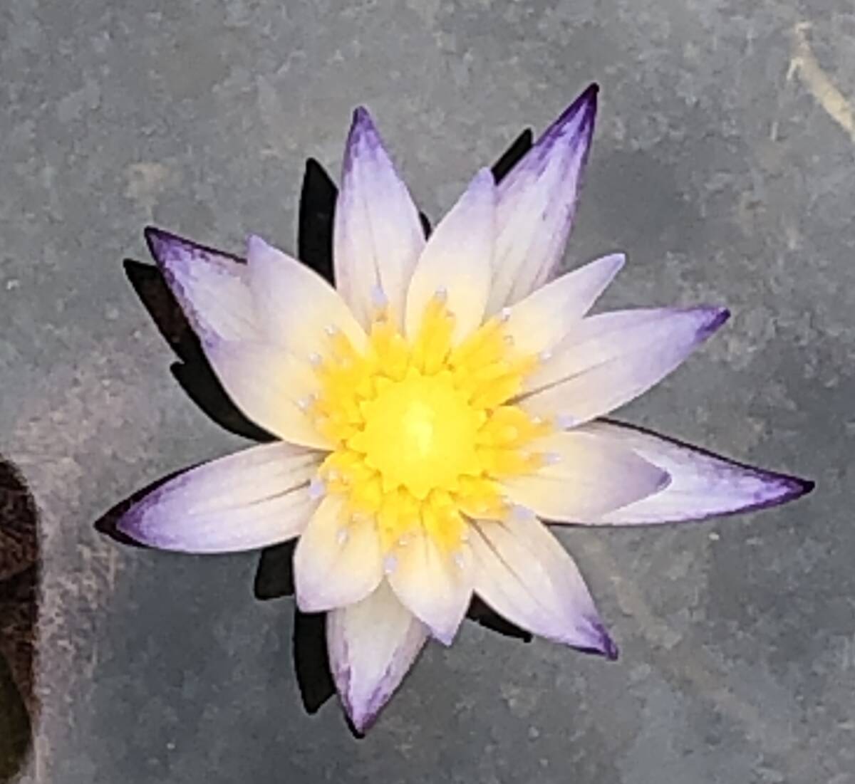 Yahoo!オークション -「ムカゴ 睡蓮」(花、園芸) の落札相場 Yahoo!オークション -「ムカゴ 睡蓮」(花、園芸) の落札相場