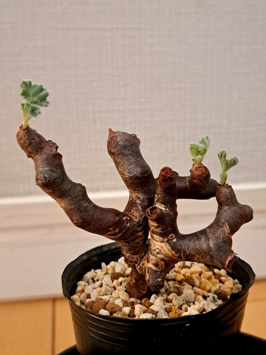 Yahoo!オークション -「カタフ」(観葉植物) の落札相場・落札価格 Yahoo!オークション -「カタフ」(観葉植物) の落札相場・落札価格