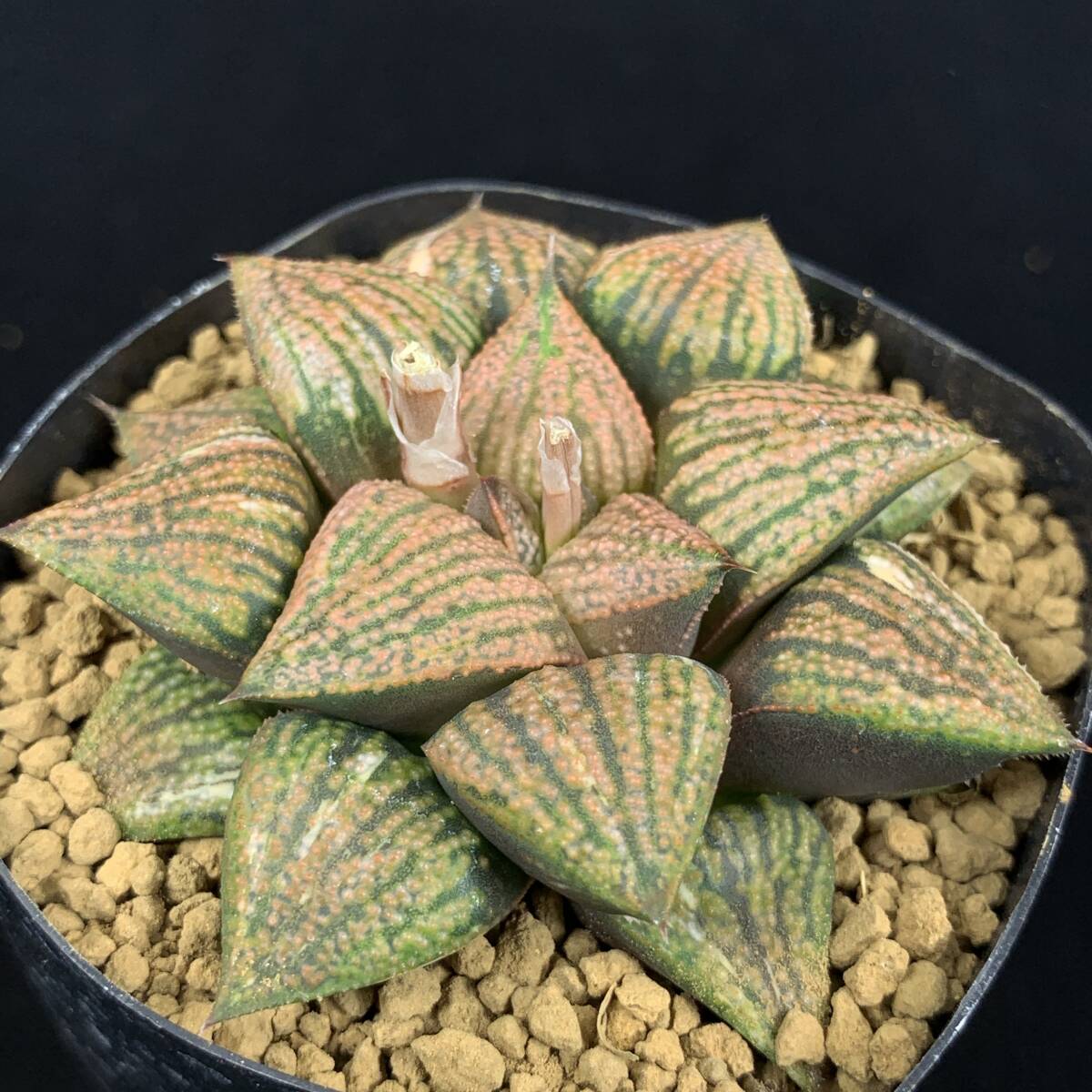 45d ハオルチア 多肉植物 パンドラピクタ錦糊斑 自家繁殖