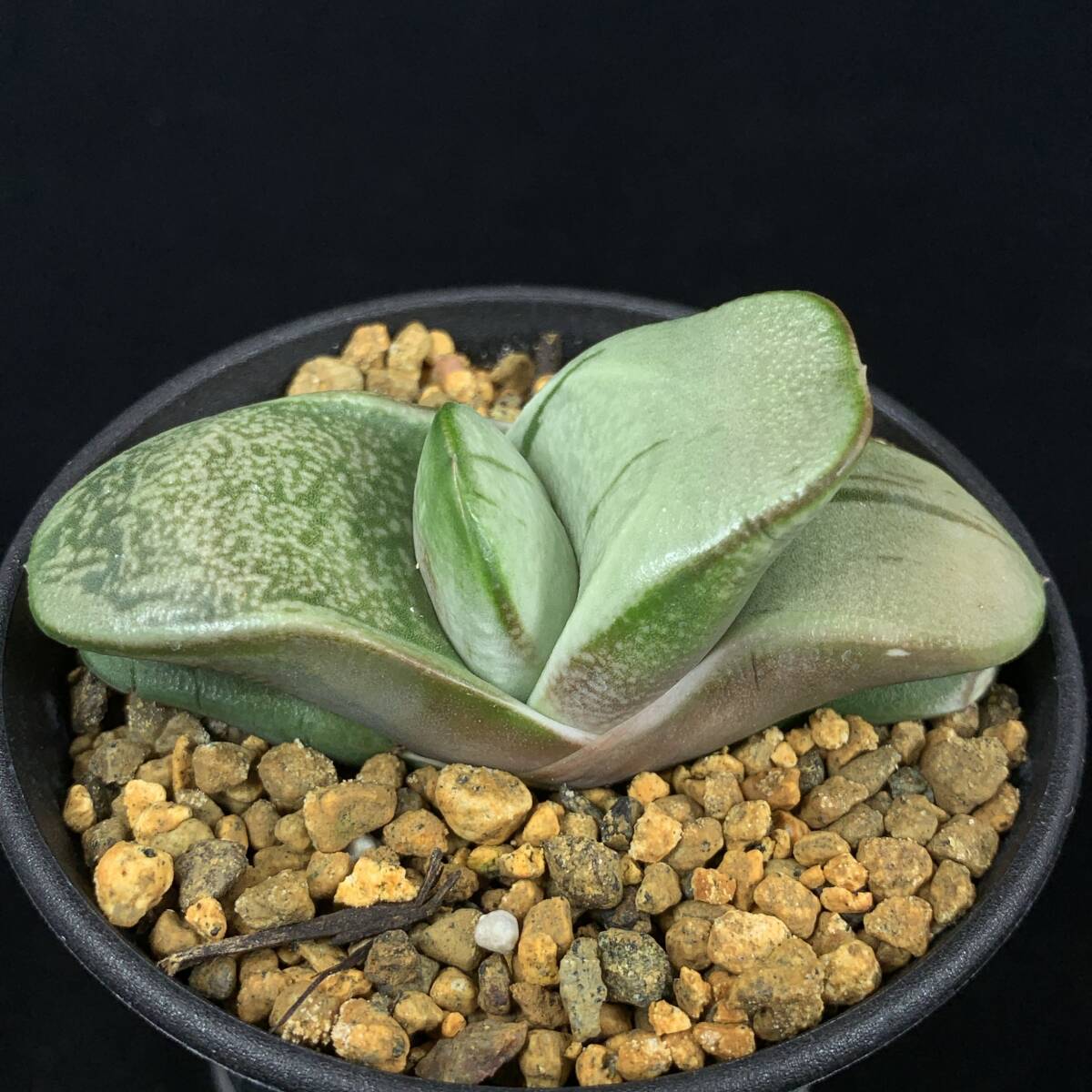 2025年最新】Yahoo!オークション -ガステリア(観葉植物)の中古品