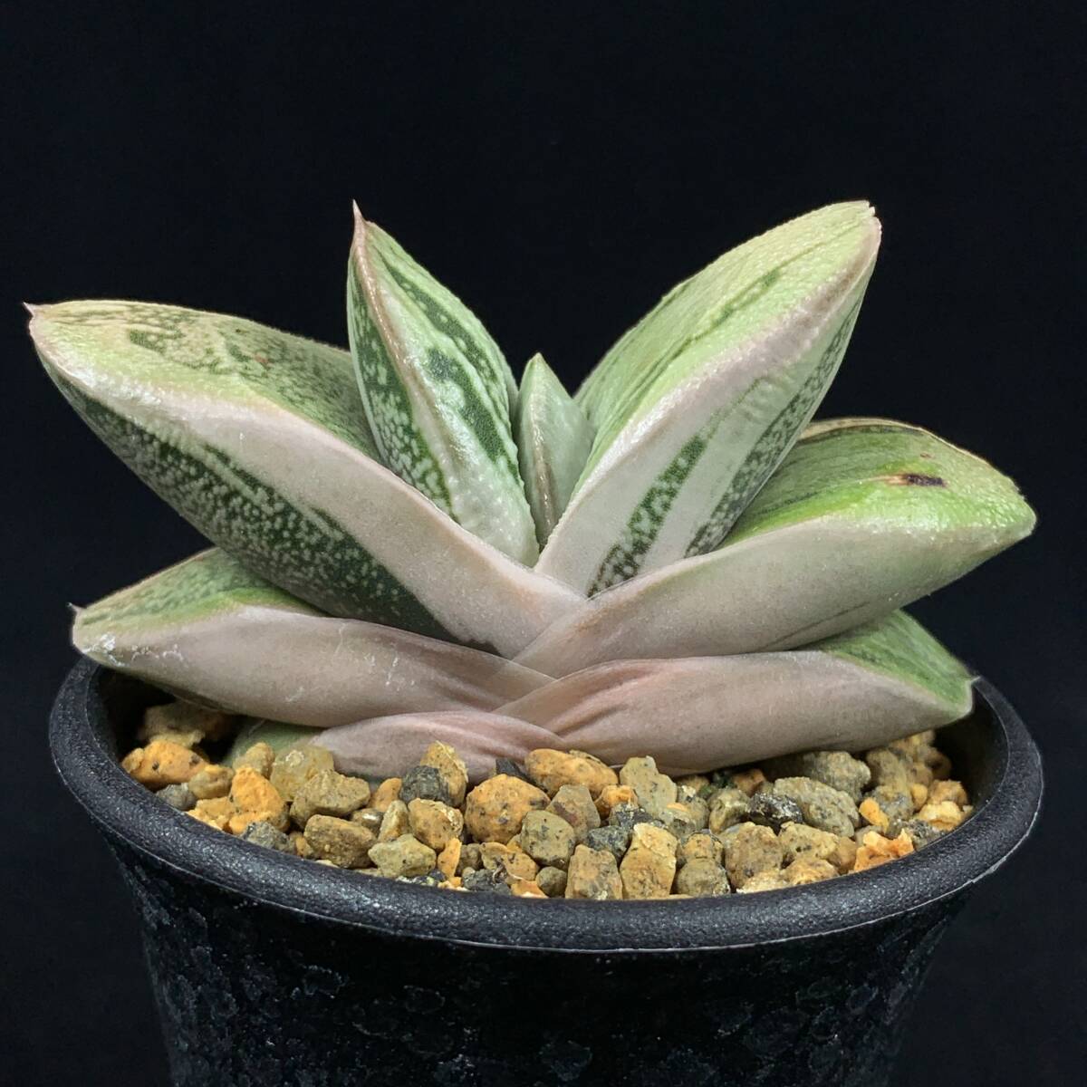 芸能人愛用 2025年最新】Yahoo!オークション -ガステリア(観葉植物)の中古品 その他多肉植物