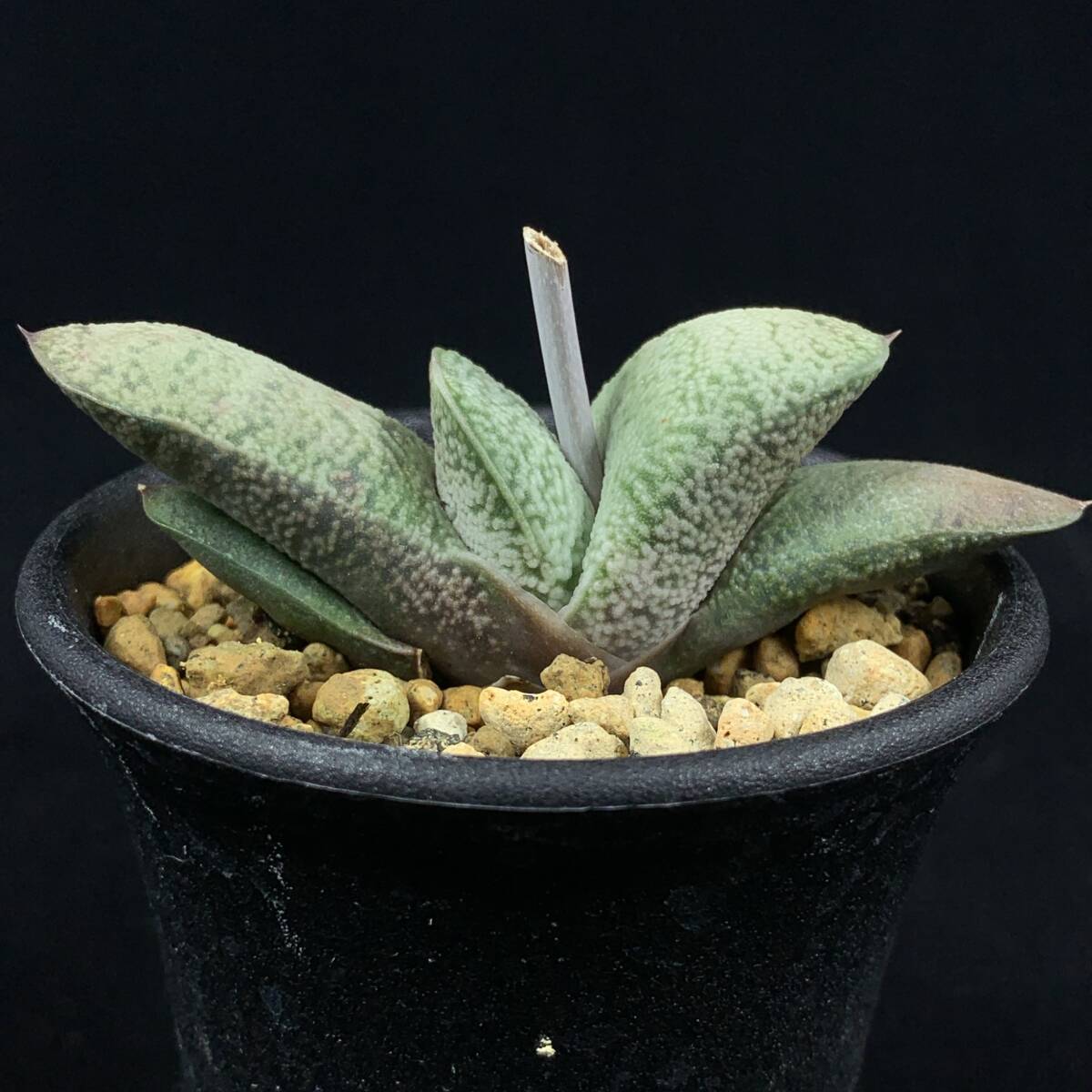 2025年最新】Yahoo!オークション -ガステリア(観葉植物)の中古品