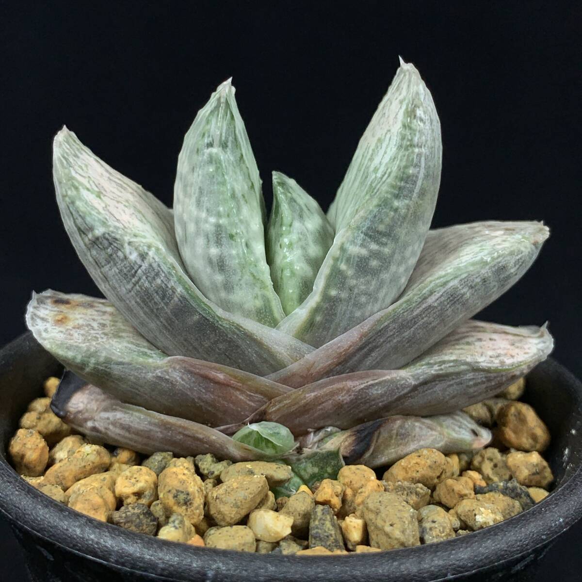 2025年最新】Yahoo!オークション -ガステリア(観葉植物)の中古品