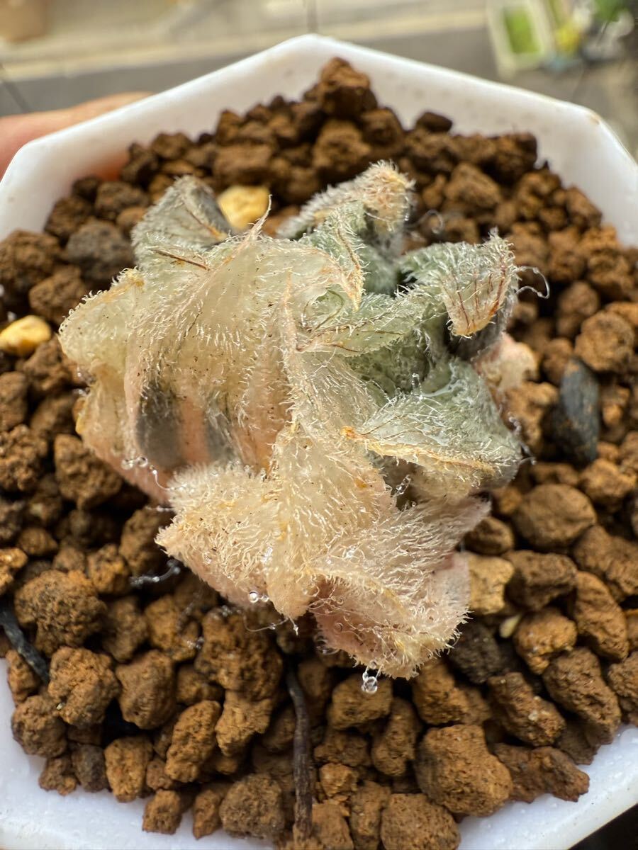 Yahoo!オークション -「九尾狐」(サボテン) (観葉植物)の落札