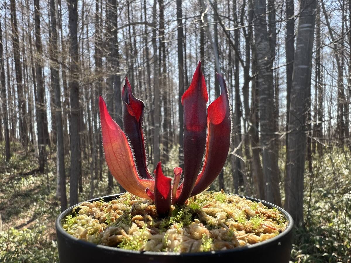 Yahoo!オークション -「食虫植物 ヘリアンフォラ」(花、園芸) の Yahoo!オークション -「食虫植物 ヘリアンフォラ」(花、園芸) の