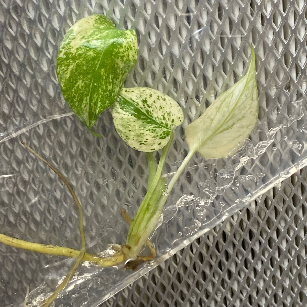 Yahoo!オークション -「ミント」(モンステラ) (観葉植物)の落札 Yahoo!オークション -「ミント」(モンステラ) (観葉植物)の落札